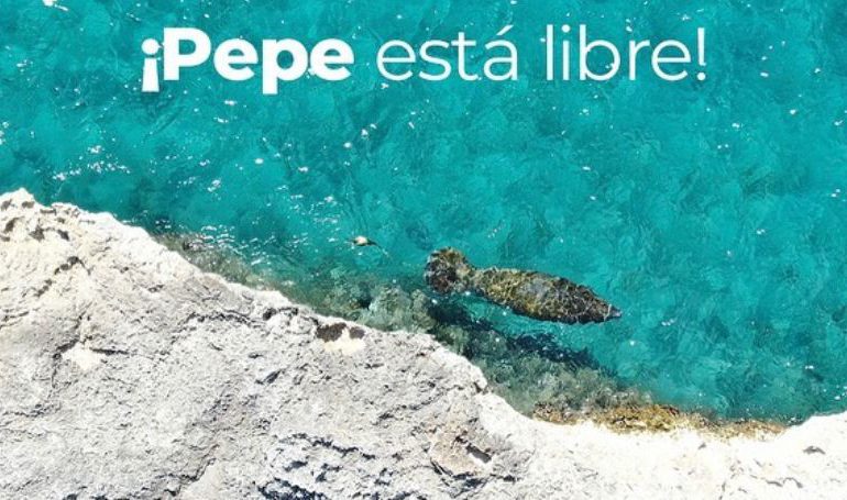 GALERÍA | Ministerio de Medio Ambiente liberó manatí “Pepe”