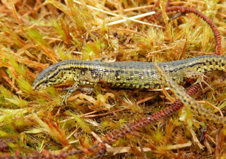 Descubren nueva especie de lagarto en Perú
