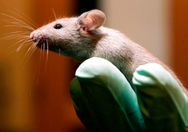 Investigadores logran curar el cáncer de piel en ratones