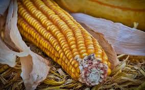 Brasil, a punto de volverse el mayor exportador mundial de maíz