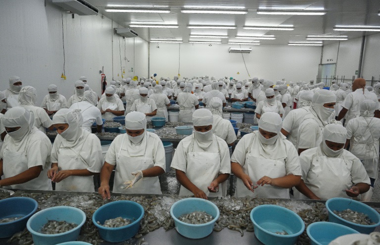Zozobra en fincas camaroneras de Honduras ante cierre del comercio con Taiwán