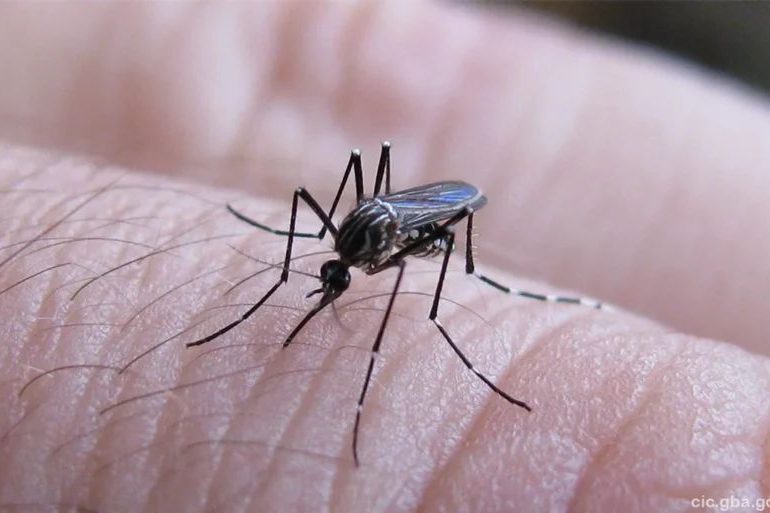 Probable aumento de casos de dengue, zika y chikungunya en Francia