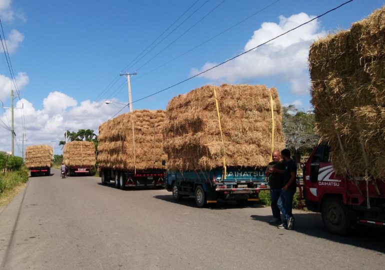 Gobierno entrega 30 mil pacas a ganaderos de Puerto Plata
