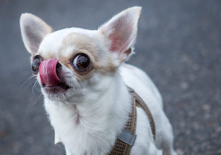 Chihuahua entra en el Libro Guinness como el canino más pequeño del mundo