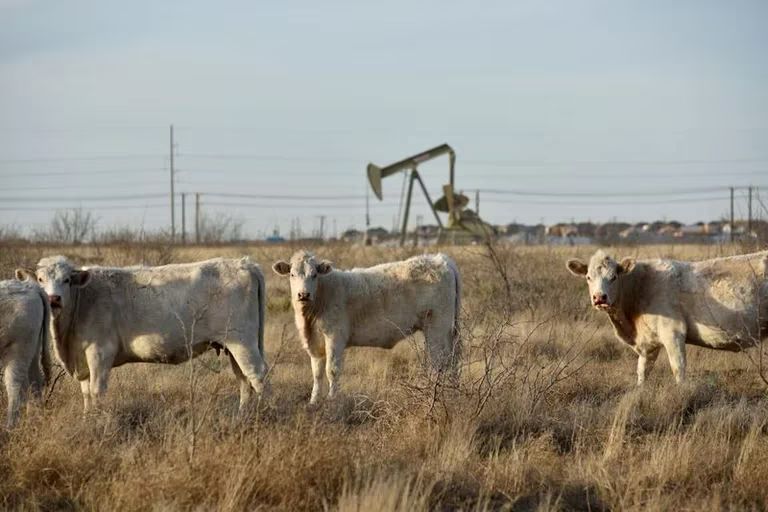 VIDEO | Al menos 18 mil vacas murieron en una explosión en Texas