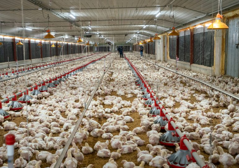 Agricultura hizo entrega de un subsidio de RD$50 millones a pequeños y medianos productores avícolas