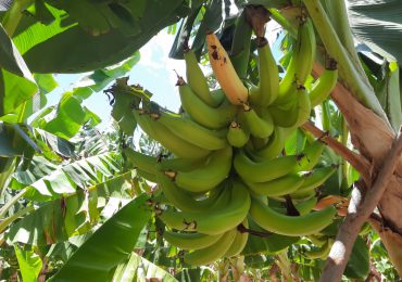 Productores de plátanos de Azua presentan múltiples desafíos para trabajar el campo