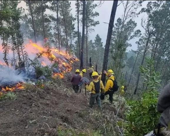 Imponen pago de 25 mil pesos por tala e incendios forestales en Bonao a nacional haitiano