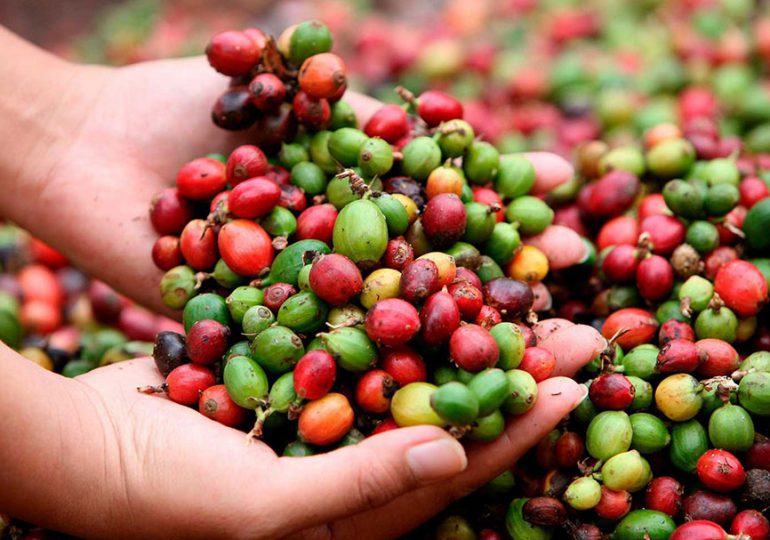 Agricultura afirma producción de café ha aumentado un 50%