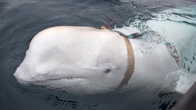Fue vista en las costas de Suecia supuesta ballena espía rusa