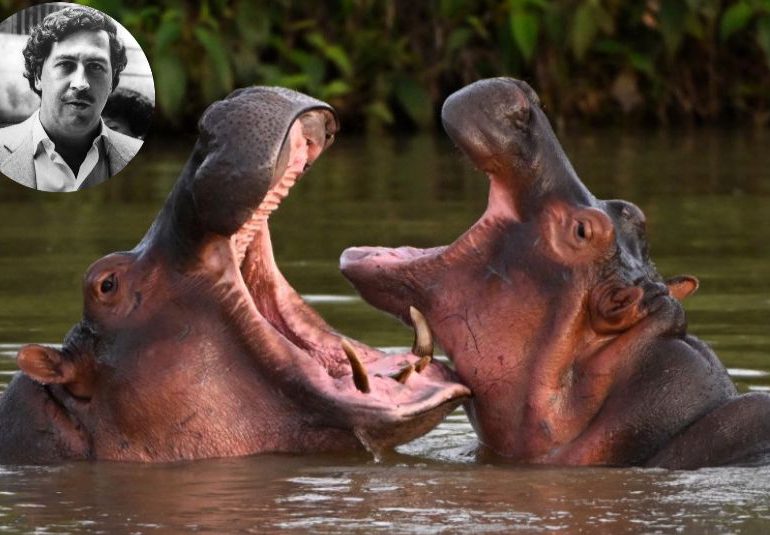 VIDEO | Colombia ya no sabe qué hacer con los hipopótamos de Pablo Escobar
