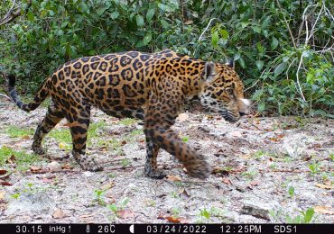 Por primera vez, el sistema basado en IA permite a equipo de conservación identificar 5 jaguares