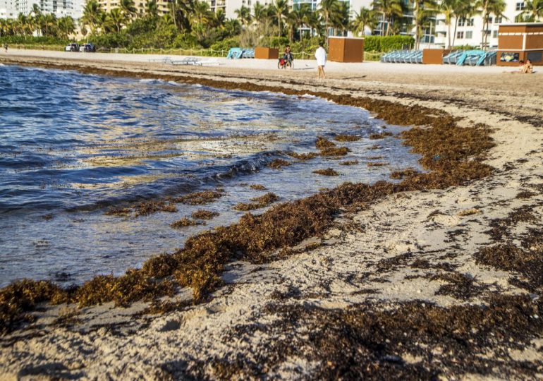 Universidad UFHEC investiga cómo extraer fármacos del sargazo que invade playas dominicanas