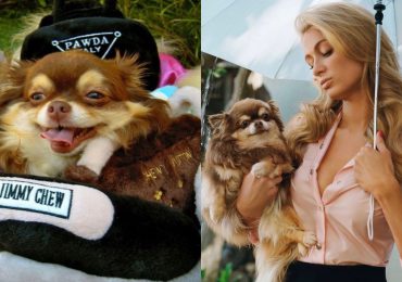 Paris Hilton tras muerte de su perro: "Ella era más que una mascota, una familia"