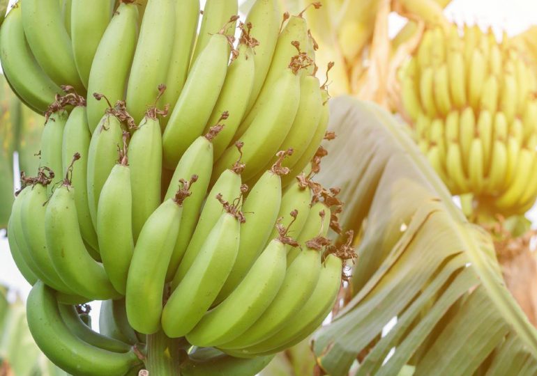 Gobierno dispone reactivación de la Comisión Nacional de Política Bananera