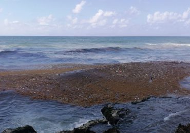 VIDEO | Sargazo se acumula en playa del Malecón
