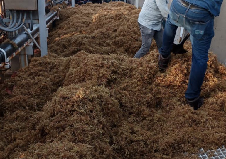 VIDEOS | Unidad II de Punta Catalina retorna al sistema tras retiro de sargazo