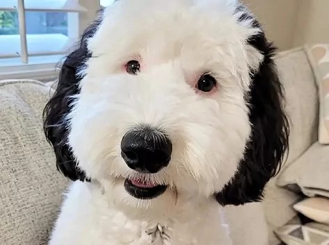 El perro Bayley, el 'doble' de Snoopy que triunfa en redes sociales