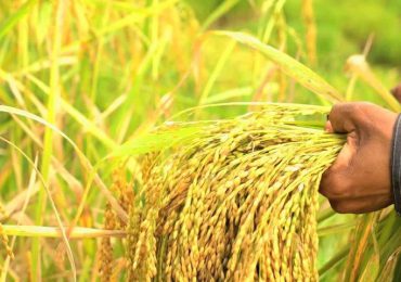 Arroceros desmienten rumores sobre el alza del cereal