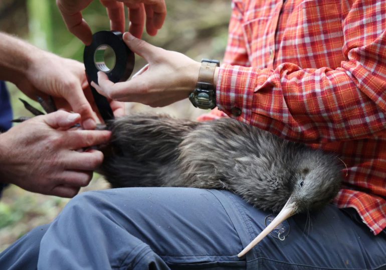 Nueva Zelanda se moviliza para salvar a su icónica ave “El Kiwi”
