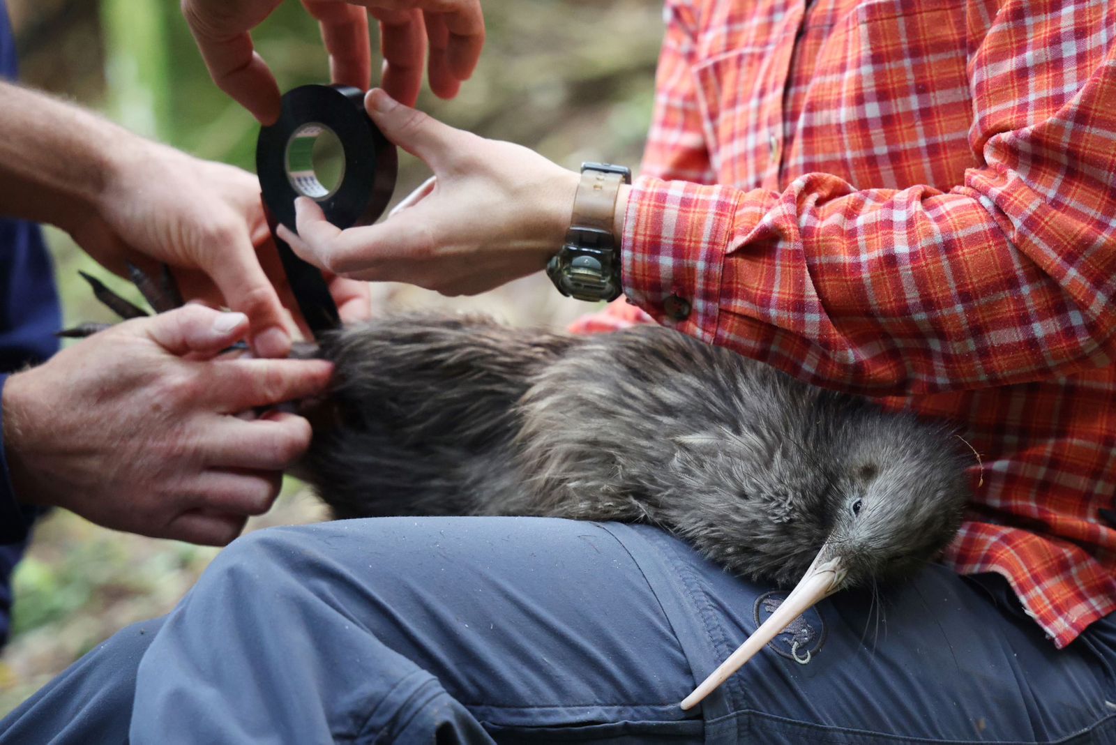 Nueva Zelanda Se Moviliza Para Salvar A Su Icónica Ave El Kiwi” Rc