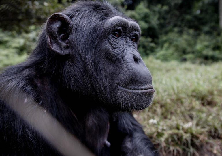 El chimpancé ante el principio de incertidumbre ¿razonamiento modal?