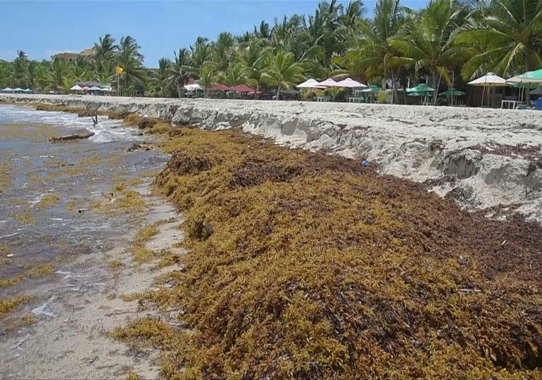 VIDEO | Sargazo, problema sin solución a la vista para la turística República Dominicana