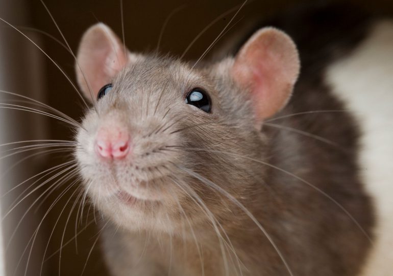 Alcaldesa de París propone a los residentes “convivir” con las ratas