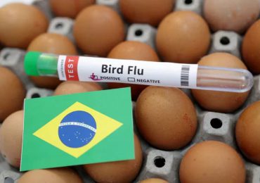 Detectan en Brasil primer caso de gripe aviar en un ave de corral