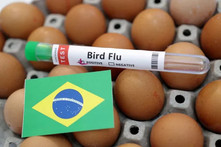 Detectan en Brasil primer caso de gripe aviar en un ave de corral