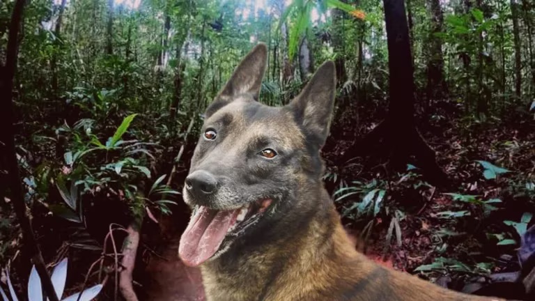 Tras desaparición del canino Wilson en las selvas de Guaviare, teorías indígenas revelan quedó como “ofrenda”