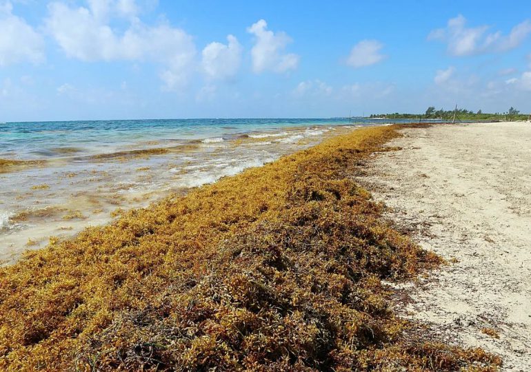 VIDEO | Sargazo provoca reducción de un 60% de los visitantes a la playa de Boca Chica