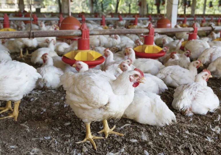 Producción avícola en RD mantiene altos niveles de inocuidad
