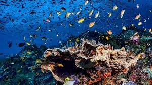 Canícula invisible provocará "mortalidad masiva" de especies marinas en océano Atlántico