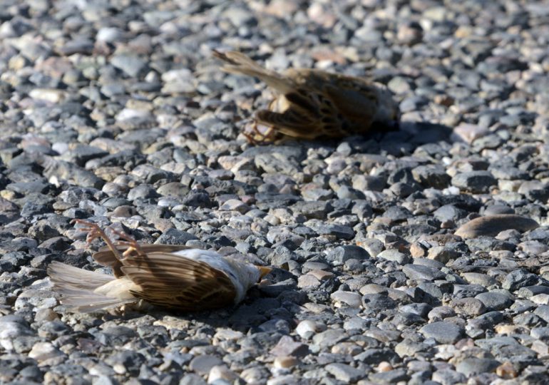Vinculan muerte masiva de aves en México con fenómeno El Niño