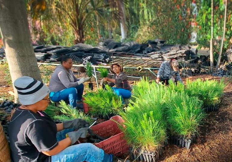 Sur Futuro entrega 600,000 plantas de pino criollo al Ministerio de Medio Ambiente para Plan de Reforestación