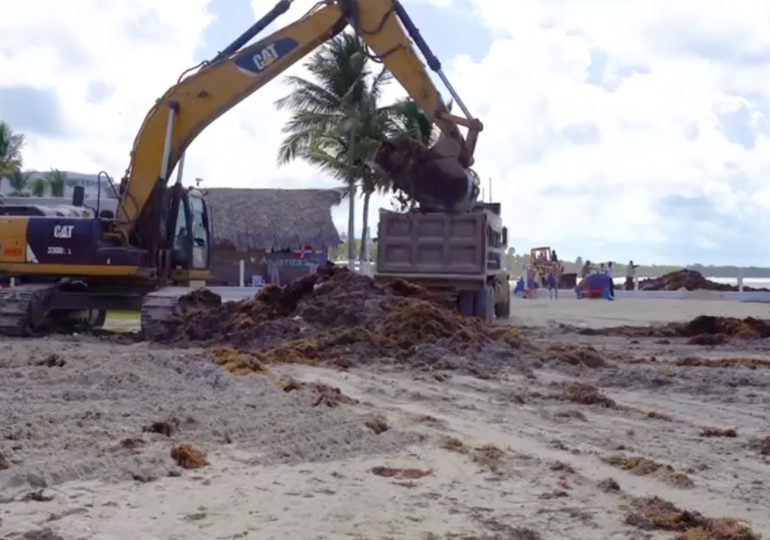 VIDEO | Recogen sargazo en playa de Boca Chica