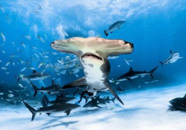 Costa Rica declara en peligro de extinción tres especies de tiburón martillo