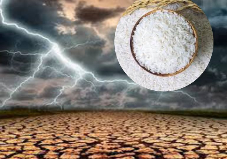 “El Niño” afectará adversamente el suministro global de arroz