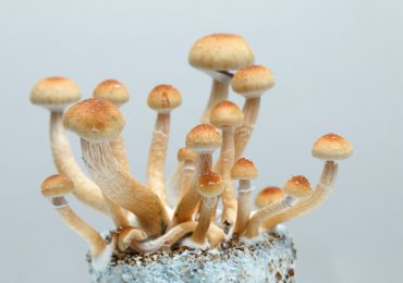 Australia autoriza el uso médico del éxtasis y los hongos alucinógenos