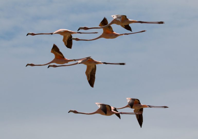 Medio Ambiente libera flamencos del Caribe tras rehabilitarlos a su hábitat natural