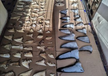 Incautan seis toneladas de aletas de tiburón en Panamá