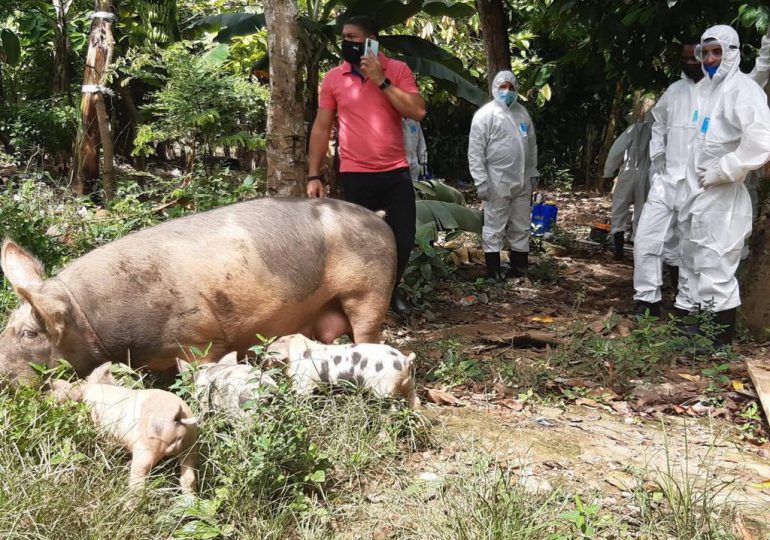 Video| Ministro Limber Cruz afirma la Fiebre Porcina Africana está controlada en RD