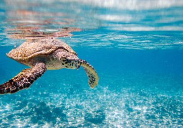 Gobierno emite decreto donde se establece veda por 10 años de tortugas marinas