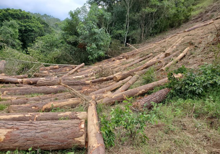 Tres meses de prisión preventiva para dos hombres que falsificaron permiso ambiental y cortaron 321 árboles en Jarabacoa