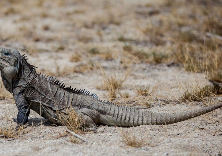 Realizarán reunión anual sobre la protección de especies silvestres en el país