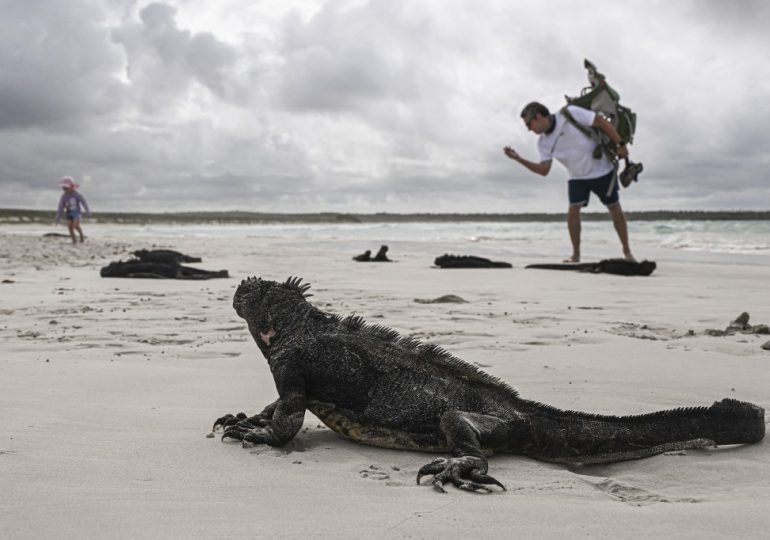 El Niño, la mayor amenaza en décadas para las especies vulnerables de Galápagos