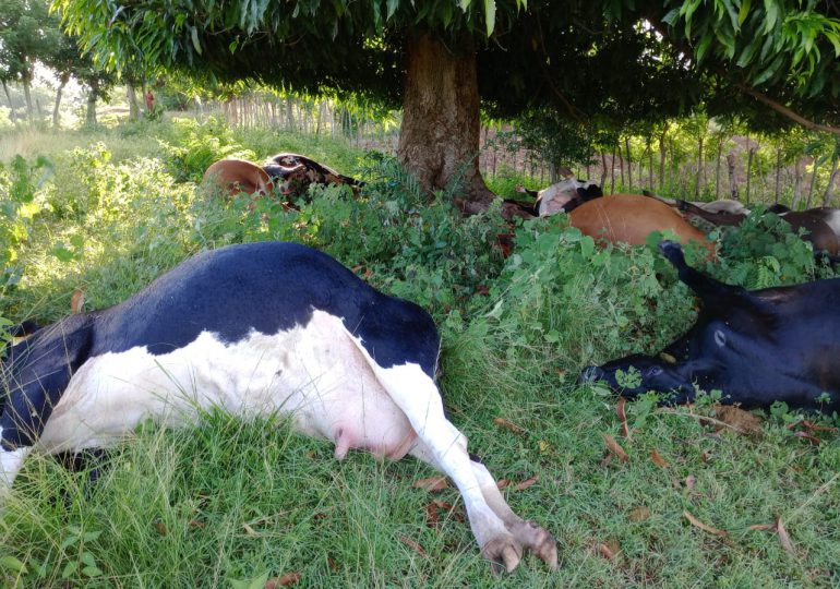 Rayo mata 12 vacas preñadas en Dajabón