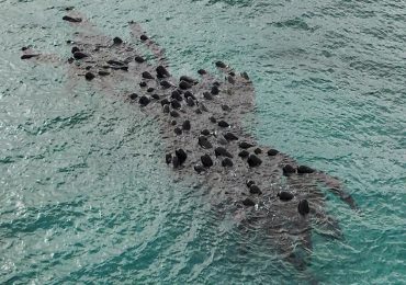 Mueren varada 51 ballenas piloto en el oeste de Australia