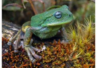 Descubren una nueva especie de rana en la selva de Perú